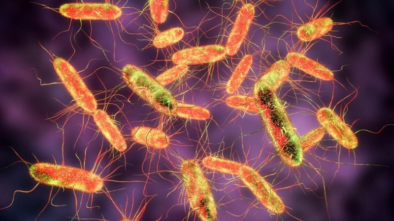 Salmonella y productos de chocolate